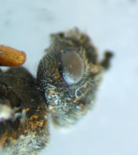 Dolerus sp.